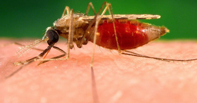 Find an anti-malaria drug that can turn human blood into toxins with mosquitoes