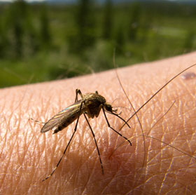 Find an effective and inexpensive mosquito repellent