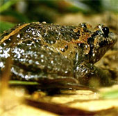 Find an endangered frog