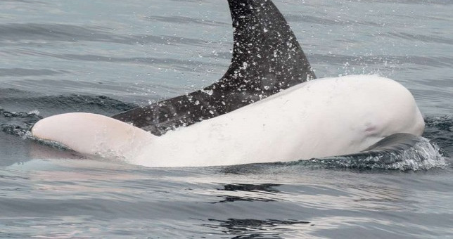 Find an extremely rare white dolphin in California