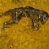 Find ancient vertebrate traces
