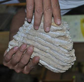 Find antiques, find fossilized elephant teeth