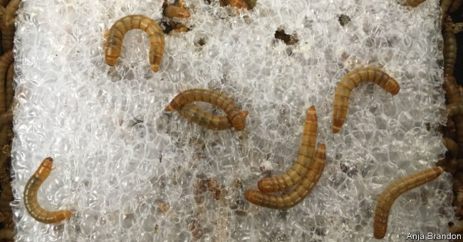 Find creatures that help destroy plastic waste fastest