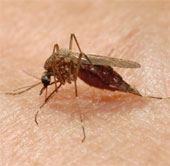 Find four natural substances that kill insects