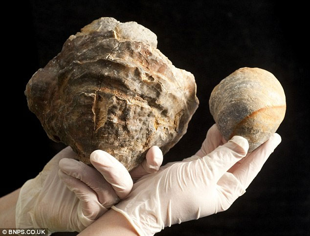 Find jewels in a 100 million year old son