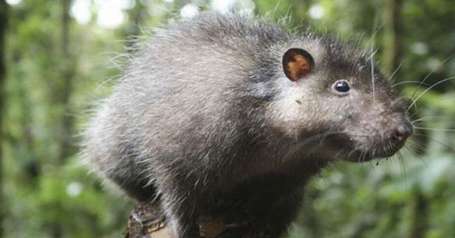 Find many exotic animals at Bosavi volcano
