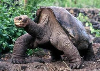 Find mates for lonely old turtles