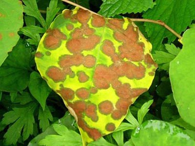 Find mushrooms and insects to kill harmful plants