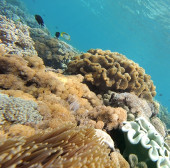 Find new antibiotics under the ocean