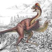 Find new dinosaurs that have crests like chickens