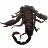 Find new scorpions in Vietnam