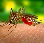 Find new ways to control mosquitoes