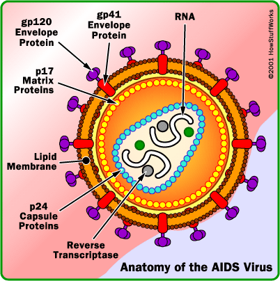 Find new ways to stop the development of AIDS