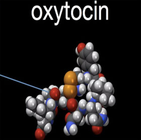 Find out how oxytocin hormone controls sexual behavior