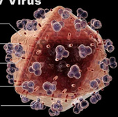 Find out how to block HIV virus from developing AIDS