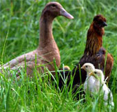 Find out how to duck the father of chickens