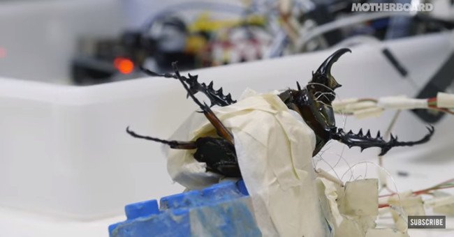 Find out how to make a living insect into a hybrid beetle between living organisms and machinery