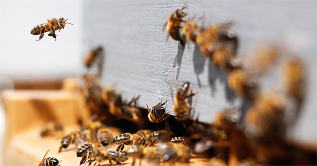 Find out how to recover insect and bee pollen pollen