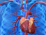Find out how to regenerate the number of heart muscle cells