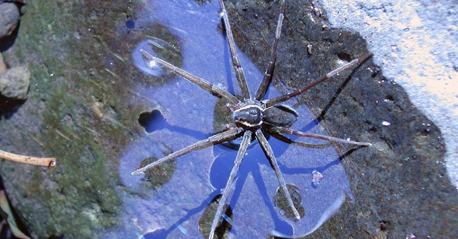 Find out that spiders know to ride prey waves like old water gods