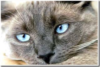 Find out the ancestors of domestic cats