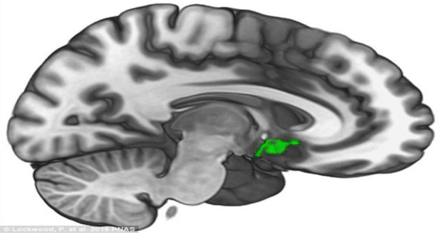 Find out the area of ​​the brain that shows generosity in people