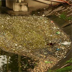 Find out the cause of dead fish at Thien Quang Lake