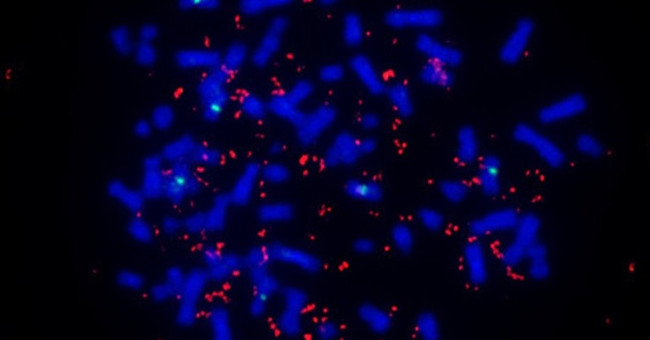 Find out the cause of extremely fast resistant cancer tumors