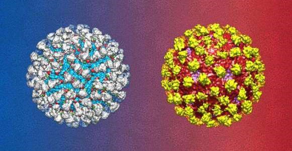 Find out the cure for dengue