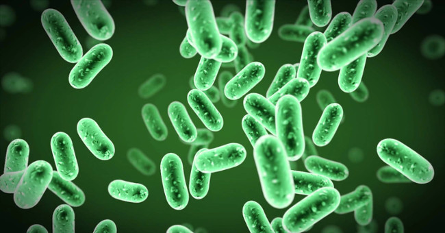 Find out the evolutionary mechanism of many deadly dangerous bacteria