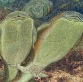 Find out the origin of humanity's first mating