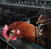 Find out the origin of the deadly strain of H7N9