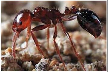 Find out the secret of ant's healing abilities