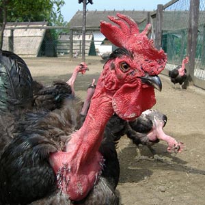 Find out the secret of snake neck chicken