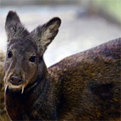 Find out the unexpected origin of the deer