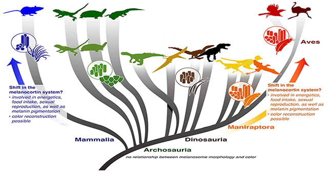 Find out what determines the color of a dinosaur