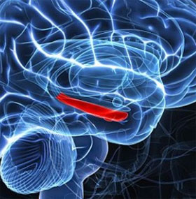 Find out where to store fear memories in the brain