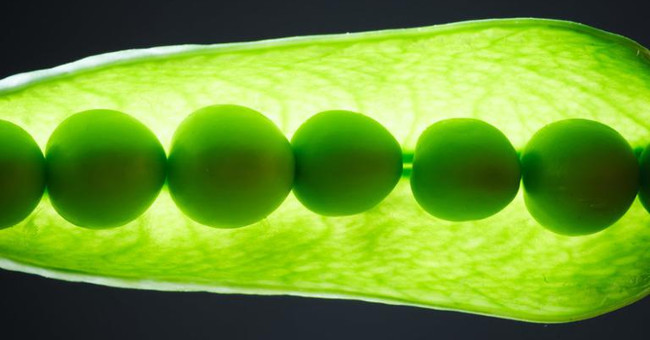 Find out why plants can find water