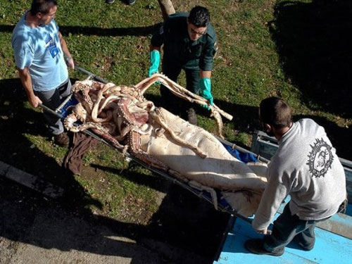 Find out why the giant squid died after 11 years