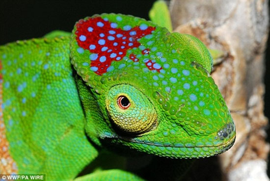 Find over 600 new species of creatures on Madagascar