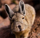 Find rats that are very similar to rabbits