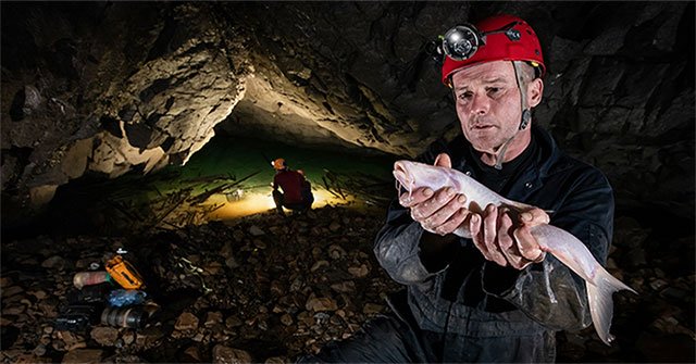Find strange fish living in caves