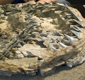 Find the ancestors of the planet's largest carnivores