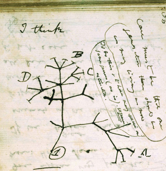 Find the common ancestor of every species on Earth