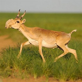 Find the culprit causing 200,000 Saiga antelope to die in a month