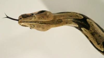 Find the culprit leading to mad snake disease