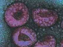 Find the gene that makes the H5N1 virus dangerous