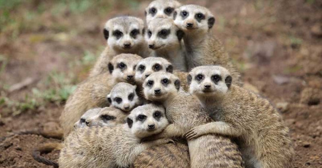 Find the most cruel animal in the world