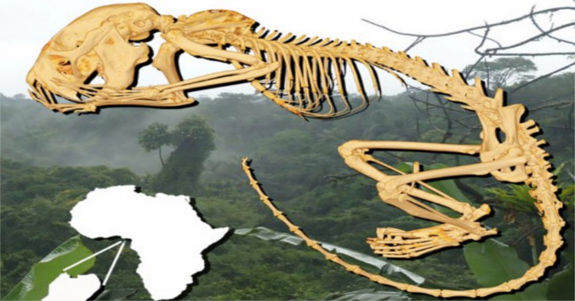 Find the most mysterious mammal in the world