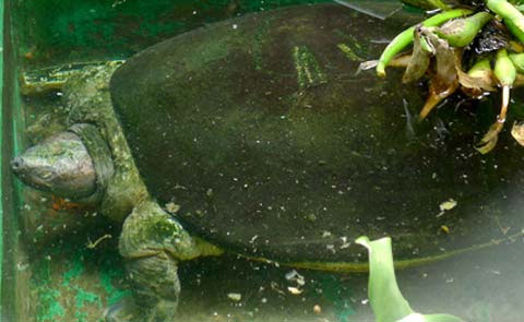 Find the most unique turtle in Vietnam